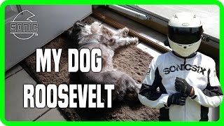 Motovlog: My Miniature Schnauzer named Roosevelt