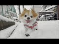 もうすぐ15歳になる高齢犬に感謝の言葉を伝えた歌を作ってみた