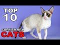 TOP 10 CORNISH REX CATS BREEDS の動画、YouTube動画。