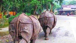 Walking behind Rhinos| New Year vibes 2081 Nepal| chitwan national park | Rhino in Nepal| #wildlife