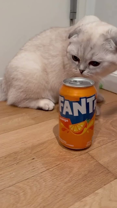 Kiki needs milk but is disappointed 🥛😿 #kikicutekitty #relatable #funny #baby #fyp #milk #sad