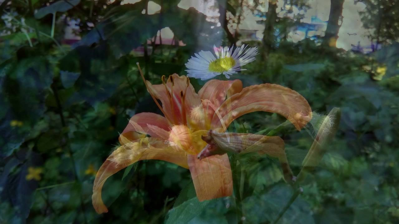 Cubot Dinosaur Foto Test