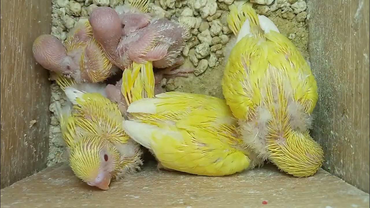 budgie breeding and many chicks hatching 7 eggs and they 6 babies