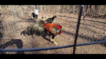 Saib Qaib Mev Qaib Ncaws Lauj Kaub