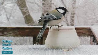 A Day of Freezing Rain: Ice Adorns the Tails of Japanese Tit and Coal Tit...