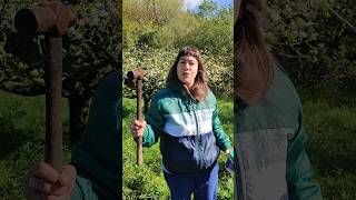 Cómo hacer un injerto de manzano | Injertos fáciles en árboles frutales #huerto #permaculture