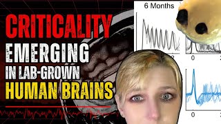 Criticality Found Emerging in Lab-Grown Human Brains