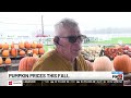 Pumpkin prices hold steady amid volatile market