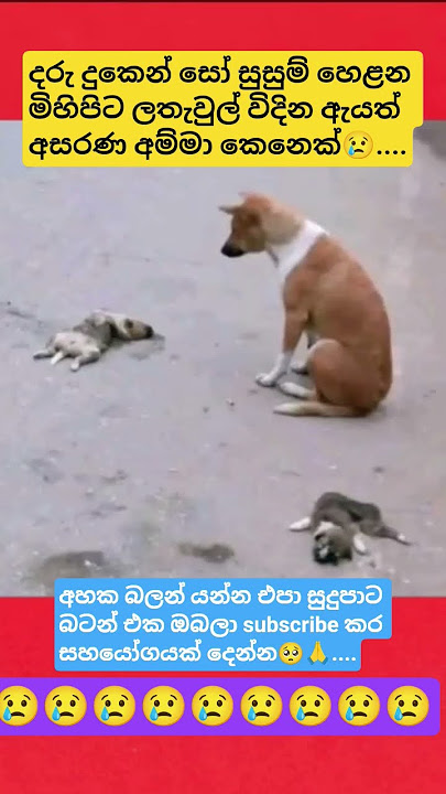 නෙතින් කදුලක් වැටෙන් ඇති🥺🙏#shortvideo #shortsviral #trendingshorts #dog #foryou #fyp