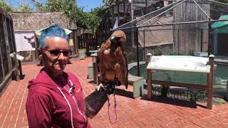 How to Identify a Red-tailed Hawk
