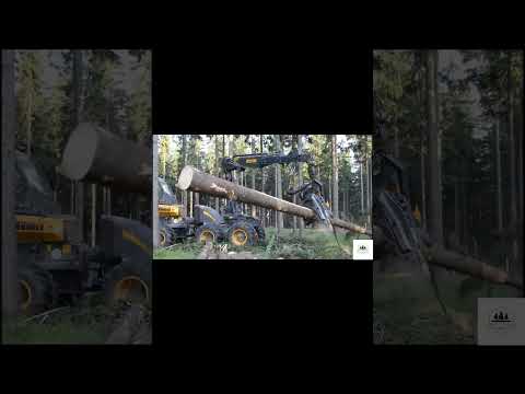 Sharp saw blade #forest#woodworking #shortvideo