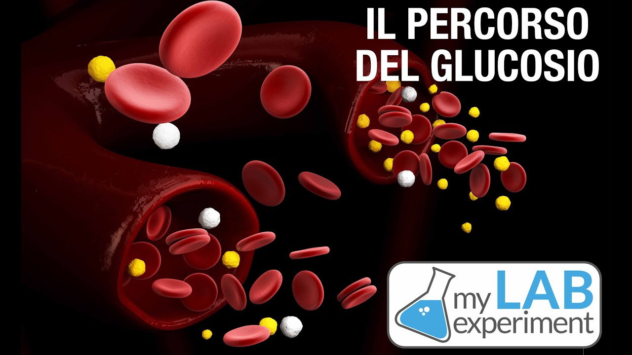 Lo Schema Della Glicemia Che Percorso Fa Il Glucosio Quando Entra Nel