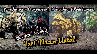 Macan Untal, Seni Jaranan Sekar Jagad Kedaleman, Live Rowo Bayu.