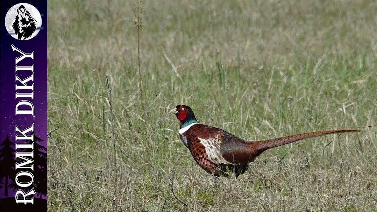 Результативная охота на фазана. Открытие сезона №2.