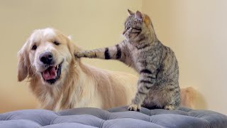 Funny Cat Hints to Golden Retriever that Playtime is Over