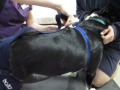 How To Fit A Balto Dog Knee Brace BT JUMP How To Fit A Balto Dog Knee Brace BT JUMP