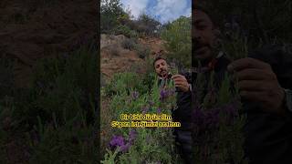 karabas otu #bitkisel #fitoterapi #doğal #natural #izmir #şifa #uyku #sigara #tedaviyöntemleri