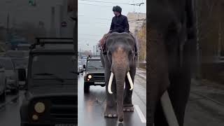 Всё же слон надёжнее УАЗа #развлечения #шуточное #юмор