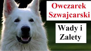 Owczarek Szwajcarski  Wady i Zalety