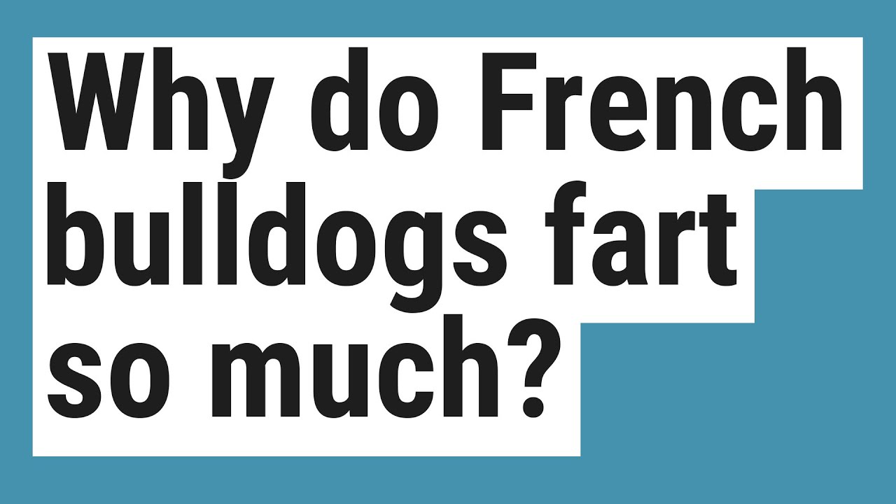 Why do French bulldogs fart so much? - YouTube