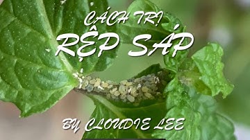 Chia sẻ kinh nghiệm diệt trừ rệp sáp hại cây trồng đơn giản hiệu quả | Cloudie Lee