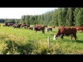 Cows on pasture - Коровы на пастбище