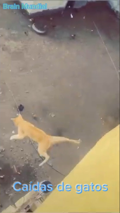Caídas de gatos #gatos #cats #humor #gracioso #funny #chistoso