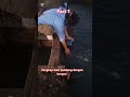 Tangkap ikan bandeng dengan tangan #ikanbandeng #tambakbandeng #vlog #shorts