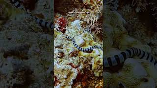 Ancient Coral Reefs Dodged Extinction – Can Modern Reefs Do the Same #science #research #biology