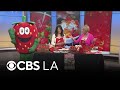 40th Annual California Strawberry Festival returns to Ventura County