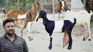 বিটল ক্রস জাতের বড় ছাগল বাচ্চা ও পাঠা সেই সাথে খামার করার মত কম দামে ছাগল কিনুন