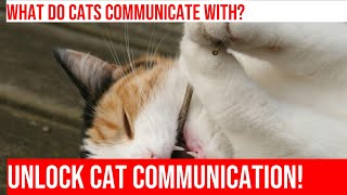 Cat Tail Language: What Your Cat's Tail is Telling You by Meow-sical America 70 views 4 months ago 3 minutes, 49 seconds