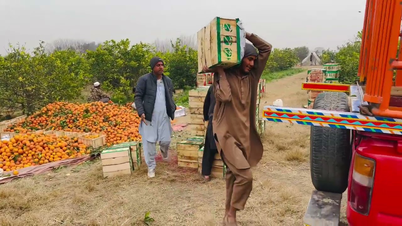 مالٹو ں کا باغ دامان 