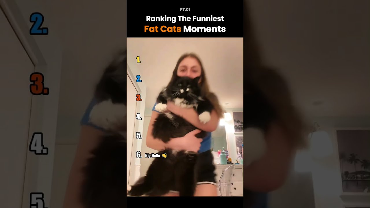 Ranking the Funniest Fat Cats Moments 🐱😂 #funny #cats