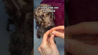 You’re kind and smart #dog #puppy #cockapoo #cutedog #lovely #shorts