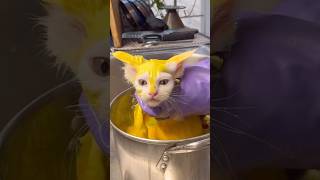 Why We Dye Kittens Yellow 💛😷 #goodtoknow #funfacts #lifehacks #vet #medicine #catvideos #ringworm