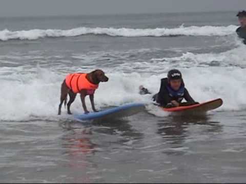 Wideo: Ricochet The Surf Dog Pomaga Niepełnosprawnym Surferom Jeździć Dalej