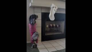 Cute Dog Wants Christmas Stocking / CHRISTMAS
