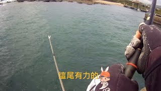 澳仔漁港 釣況分享 Wild fishing in Taiwan. [嘟嘟釣魚狂#236] 2023/10/14 by 嘟嘟釣魚狂 11,373 views 6 months ago 8 minutes, 58 seconds