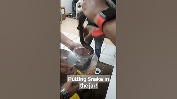 Snake in the jar!