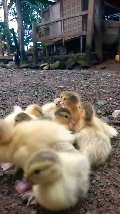 looking for missing mother #animals #duck #bebek #cute #farmlife