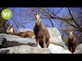 The return of the ibex to the Swiss Alps - a success story