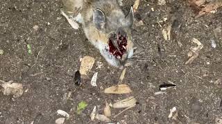 September Mouse Hunt 2024
