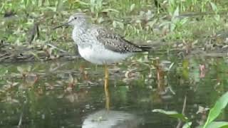 Greater Yellowlegs, Glasgow Park Newark DE. 5/9/24.