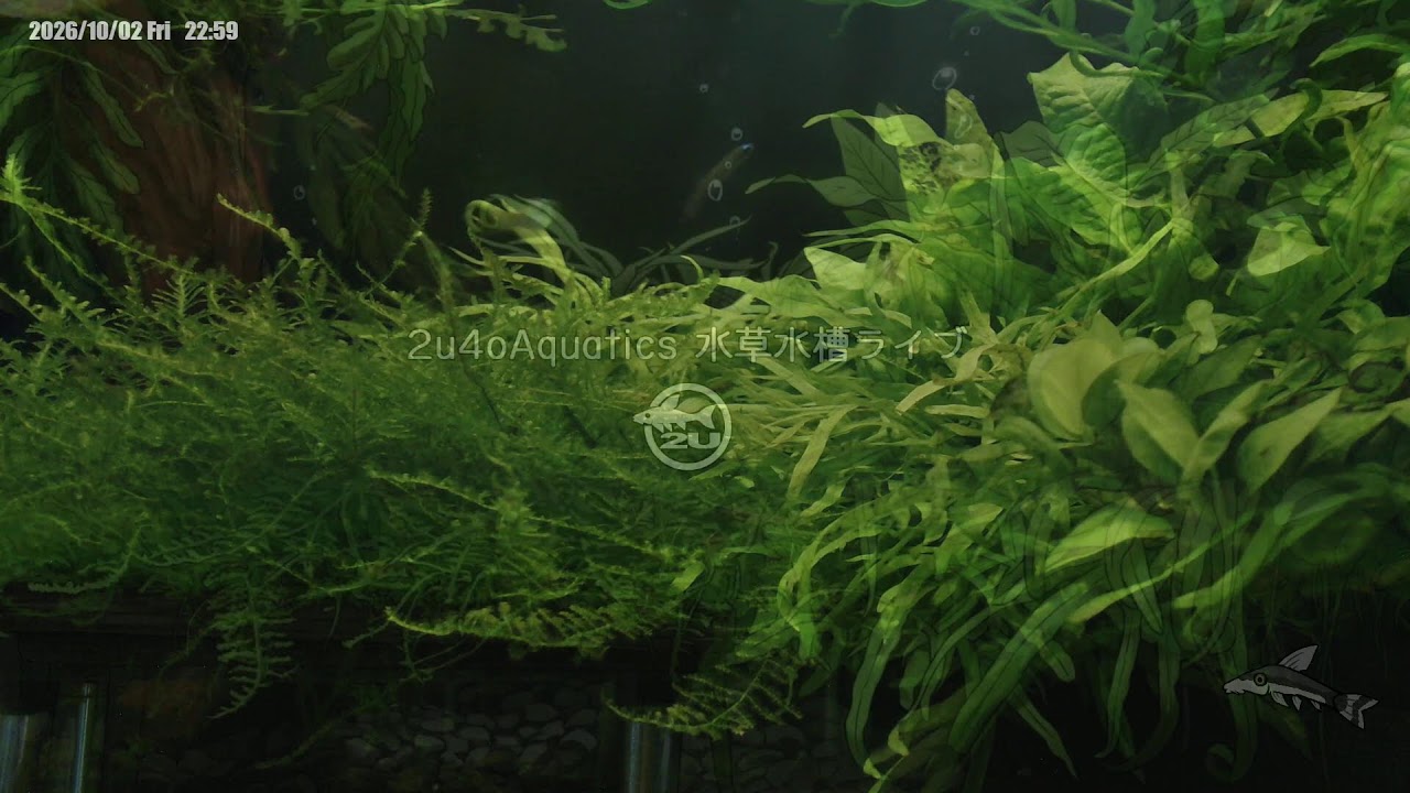 2026/10/02】 Daily Planted Tank Live｜自宅水草水槽ライブカメラ
