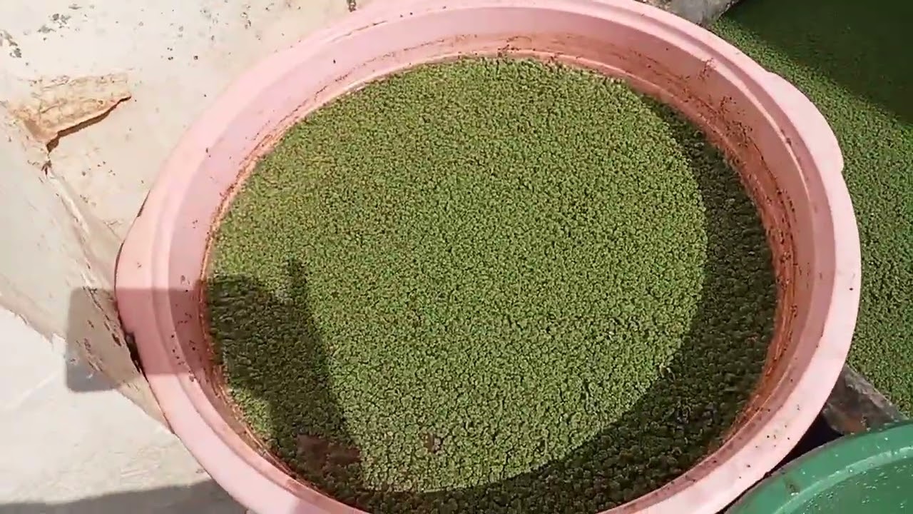 زراعة الأزولا فوق سطح المنزل 0606035213