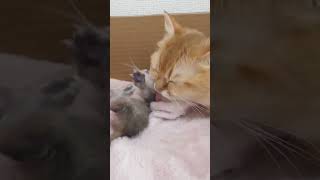 Mother cat wants to lick baby kitten.  #cat #kitten