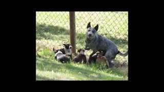 2014 AWDRI by Australian Working Dog Rescue 359 views 9 years ago 3 minutes, 34 seconds