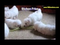Bichon Frise, Puppies, For, Sale, In, Oklahoma City, Oklahoma, OK, Warr Acres, Guthrie, Weatherford, Bichon Frise, Puppies, For, Sale, In, Oklahoma City, Oklahoma, OK, Warr Acres, Guthrie, Weatherford,
