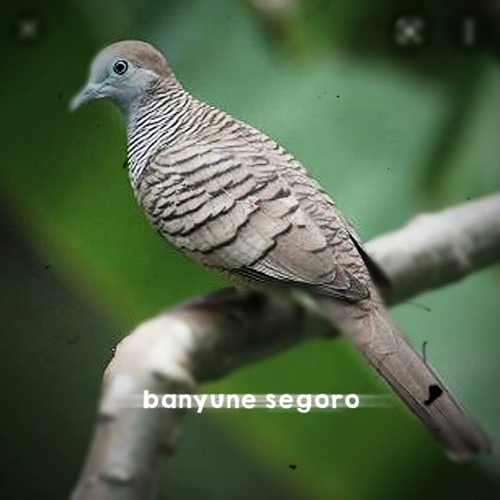 story wa perkutut lokal jawa